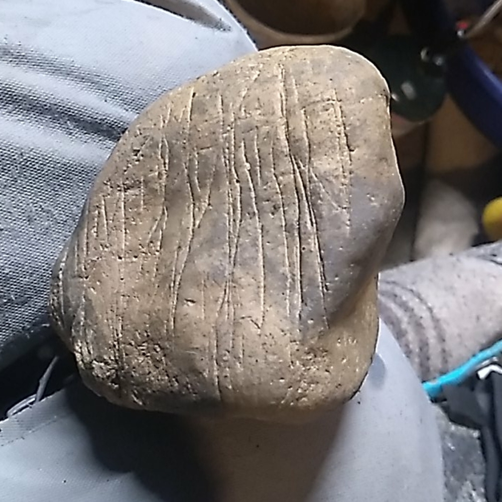 Dinosaur fossil